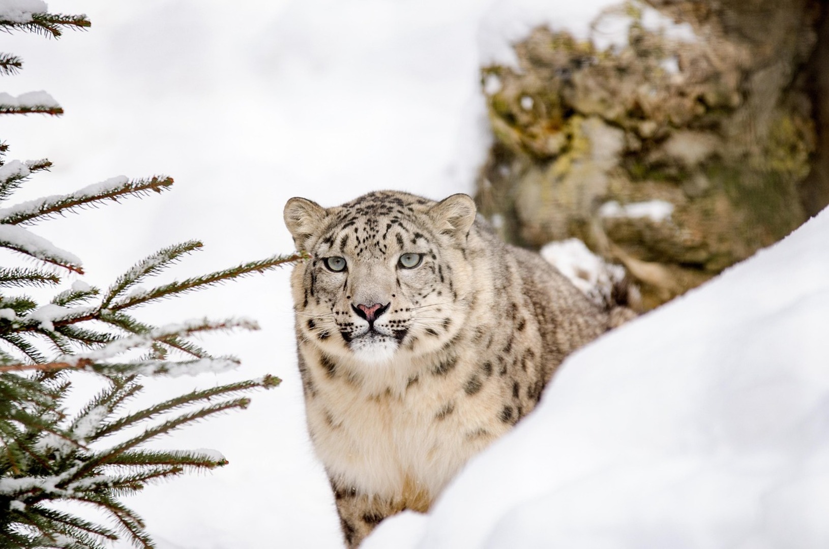 Snow Leopard in Karakoram